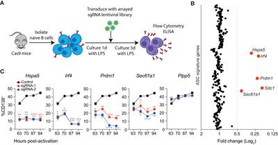 An arrayed CRISPR screen of primary B cells reveals the essential elements of the antibody secretion pathway